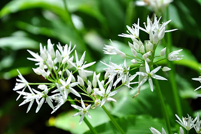 Ramsons flower, close-up