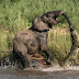 Jom Saksikan Pertarungan Antara Gajah dan Buaya, Siapa Yang Menang?