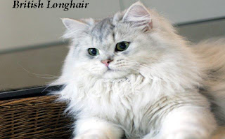 Beautiful British Longhair Cat