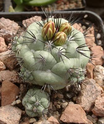 Ortegocactus macdougallii