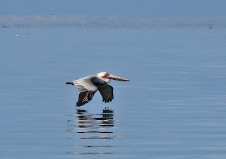 Brown Pelican, Pelecanus occidentalis californicus