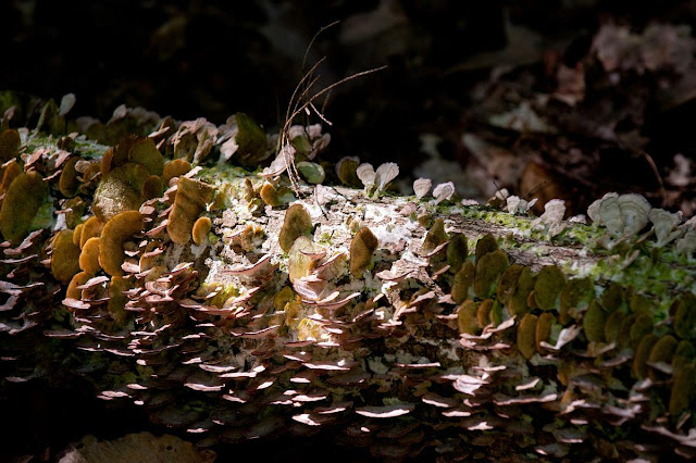 hundreds of small shelf style fungus along the length of a fallen tree, Grants words