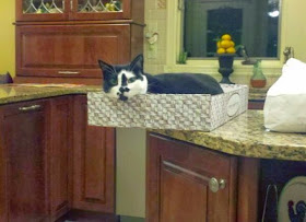 Funny cats - part 95 (40 pics + 10 gifs), cat pictures, cats don't gravitate