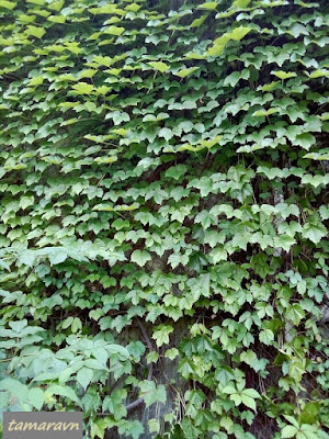 Девичий виноград триострённый (Parthenocissus tricuspidata)