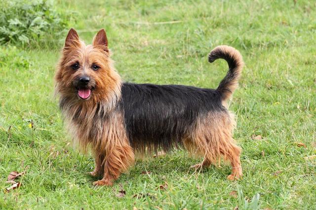 silky terrier,yorkshire terrier,dogs,australian silky terrier,yorkshire terrier facts,terrier,yorkshire terrier dogs 101,silky,facts about yorkshire terriers dogs,australian silky terrier (dog breed),silky terriers,silky terrier puppy,yorkshire terrier training,yorkie terrier,yorkshire terrier dogs,yorkshire terrier top 10 facts,top 10 facts about yorkshire terrier,facts about yorkshire terriers,cute dogs,dogs 101