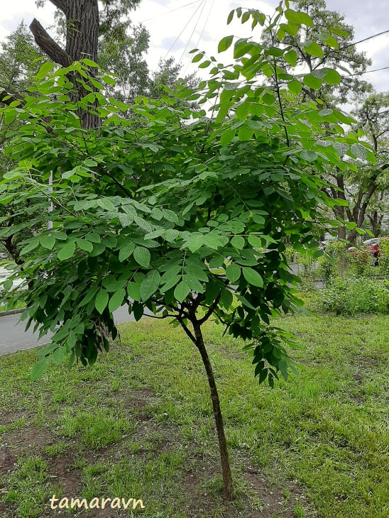 Маакия амурская (Maackia amurensis)