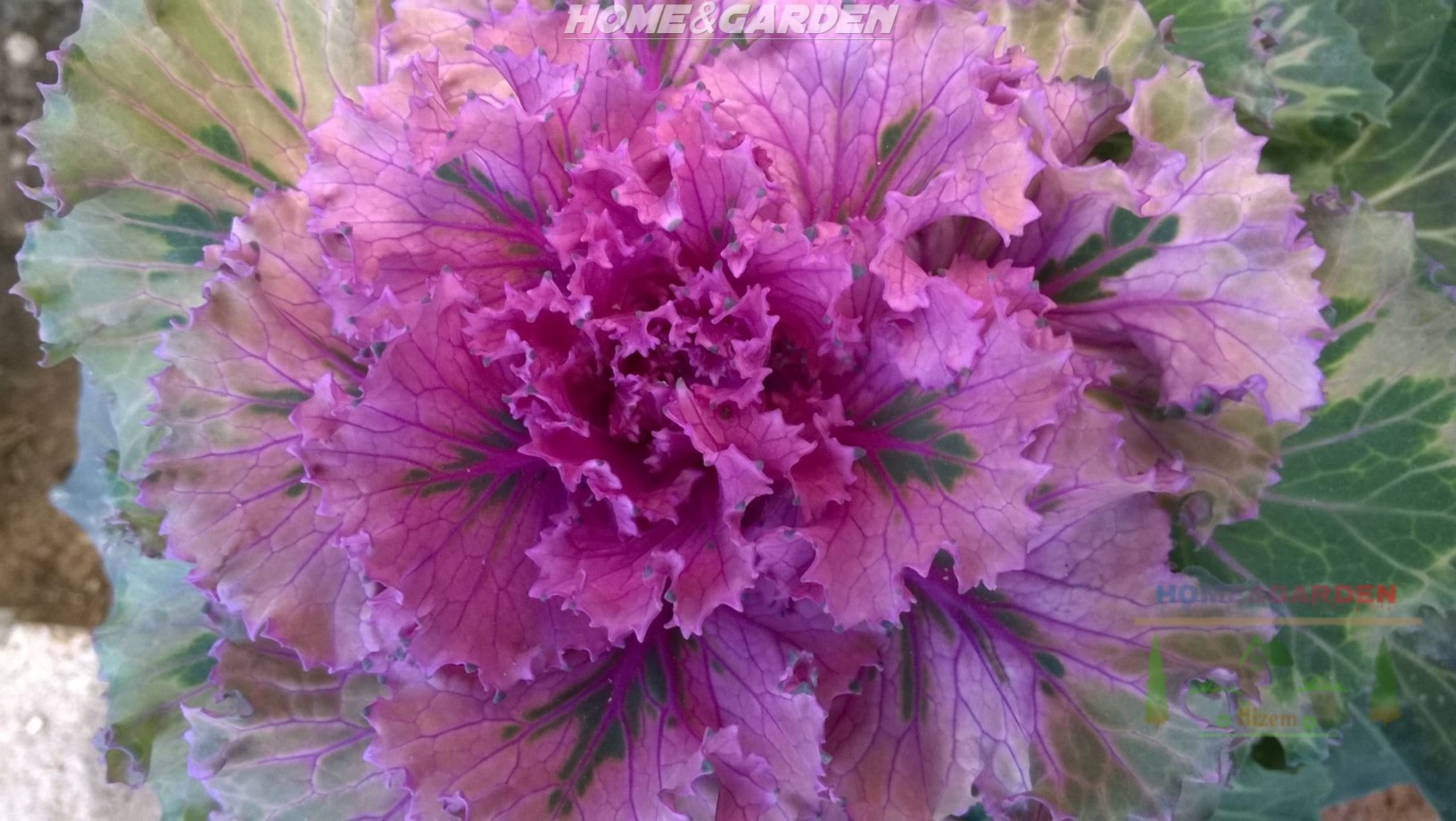 If you are looking for a beautiful cold hardy plant to last throughout the fall and into the winter. Fill your garden with ornamental cabbage.