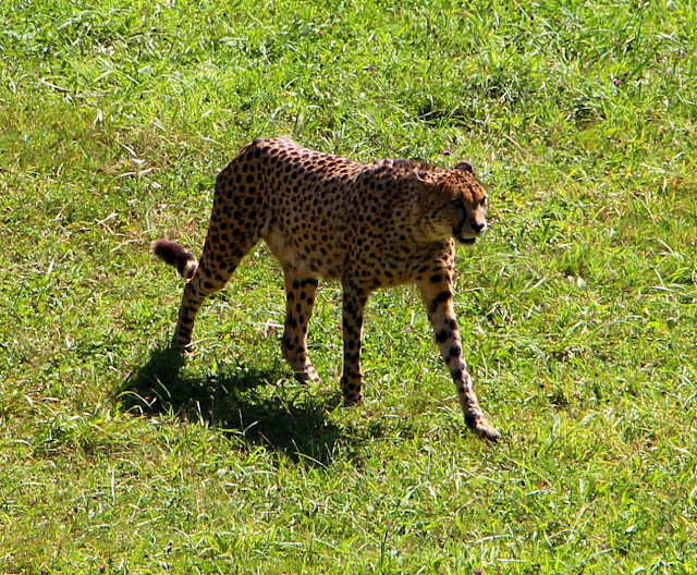 Parque de la Naturaleza de Cabárceno