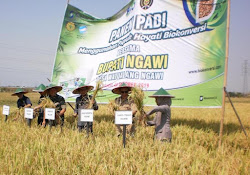 Panen raya padi di desa Watualang Ngawi
