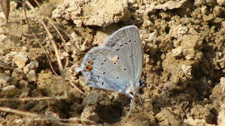 Cupido (Everes) argiades male DSC44402