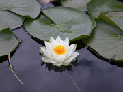 Lotus Flower in the Hindu culture the lotus flower is the highest symbol of . (lotus flower)
