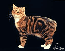 Manx cat breed