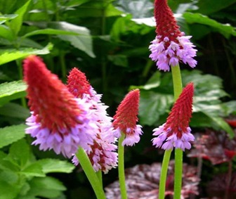 Primula vialli