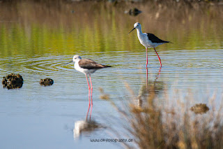 Wildlifefotografie Neretva Delta Stelzenläufer Olaf Kerber