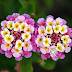 Super Health Benefits of Lantana Camara(Ananse Dokono).