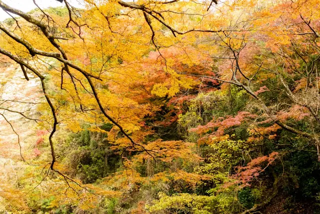 養老渓谷（千葉）の紅葉