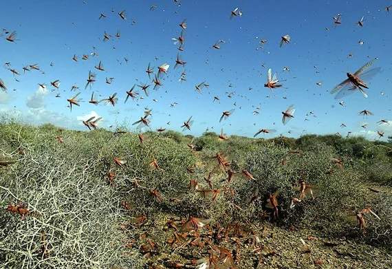 Balochistan, locust attack