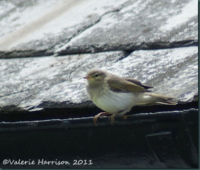 37 willow-warbler