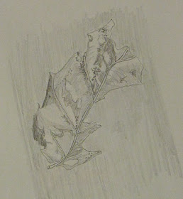 pencil drawing of a dead leaf