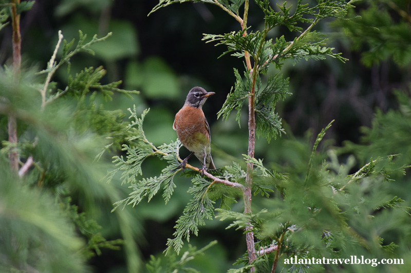 American robin nest