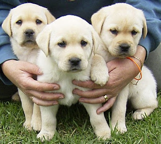 Labrador Retriever Puppy Pictures