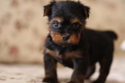 Silky Terrier Puppy Pictures