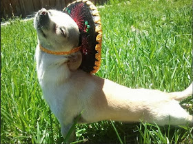 adorable dog pictures, puppy wears sombrero hat
