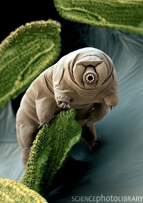 史上「最強不死生物」水熊蟲（tardigrade）