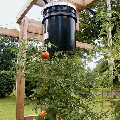 Topsy-Turvy Tomatoes