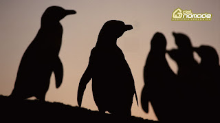 penguins in Peninsula Valdes