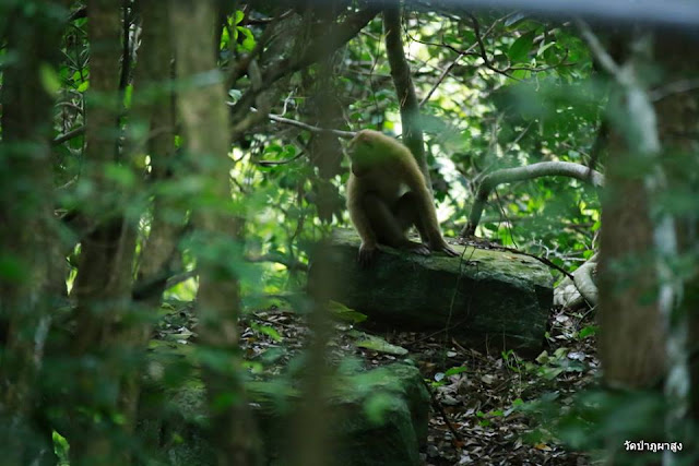 Rock, Stone, Monkey In Forest Images