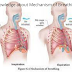 Knowledge About Mechanism Of Breathing