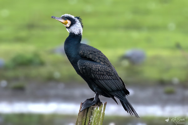 Cormorant