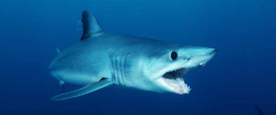 Tubarão Mako ou Tubarão Anequim  (Isurus oxyrinchus)