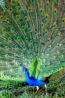 free-photo-peacock allhdwallpaper2014
