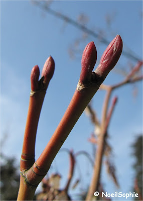 Bourgeon Acer rufinerve