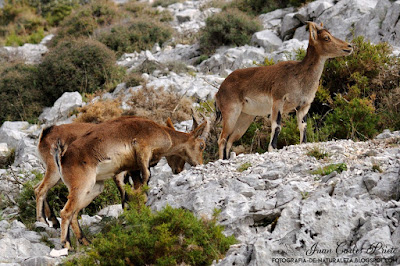 Cabra Móntes - Capra Pyrenaica (fotografia-de-naturaleza.blogspot.com)