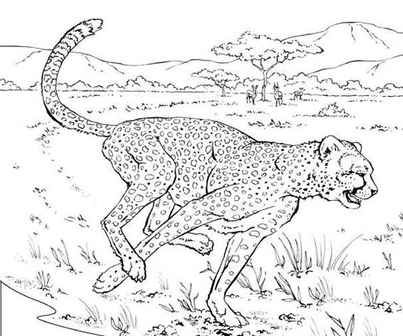 coloriage animaux sauvages