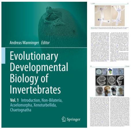 Front Matter Echinodermata Hemichordata Cephalochordata Gastrotricha Platyhelminthes Regeneration and Growth as Modes of Adult Development: The Platyhelminthes as a Case Study Cycliophora Entoprocta Mollusca Nemertea Annelida Phoronida Ectoprocta Brachiopoda Back Matter Tunicata Back Matter