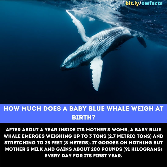 WTF Fun Fact: How much does a baby blue whale weigh at birth?