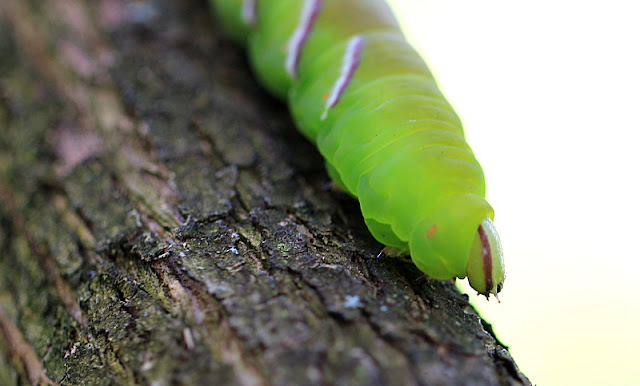 Ligusterschwärmer, Sphinx ligustri