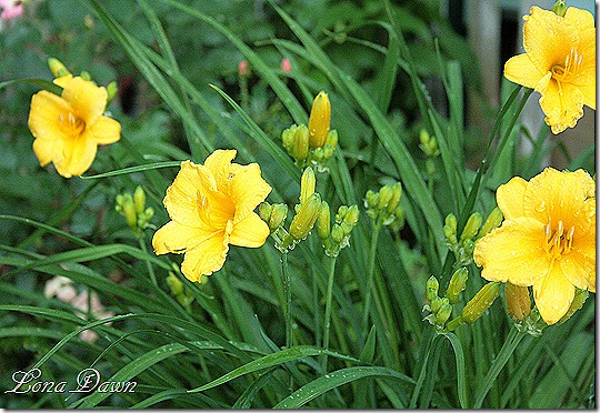 StelladeOro_Daylily