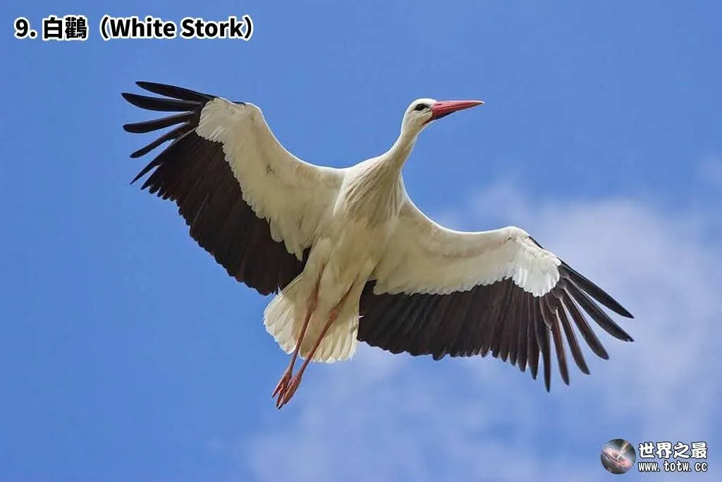 全世界飛最高的10種鳥類｜你知道牠有多會飛嗎？｜Top 10