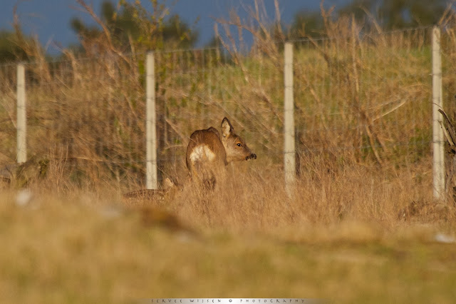 Ree met kalfje van een paar dagen oud - Roe Deer with calf a few days old