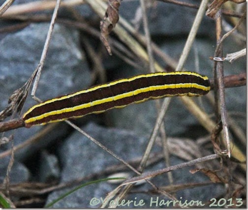 6-broom-moth-caterpillar