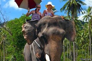 Samui's tropical rainforests are best experienced on elephant back. These jungle trips pass exotic fauna and flora, 