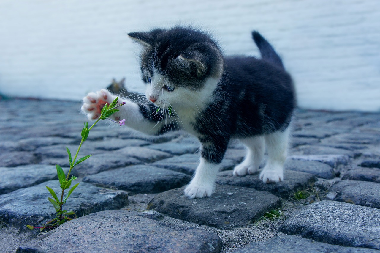 kucing bermain dengan pokok bunga