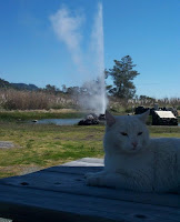 Cat at Old Faithful Geyser