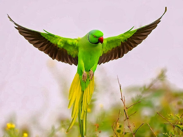 Green Parrot Wallpapers HD