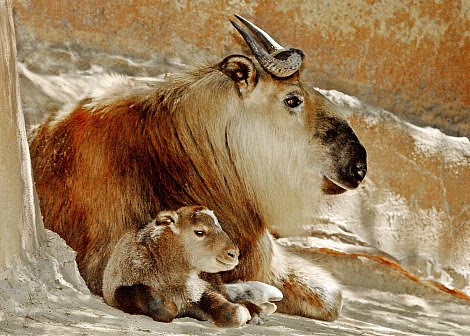 Most Amazing Photos from the World Cultures: What's a Rare Takin?